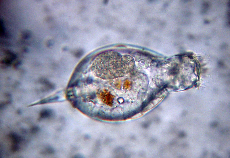 Rio del Campovecchio RE 04-10-08  Closterium sp.